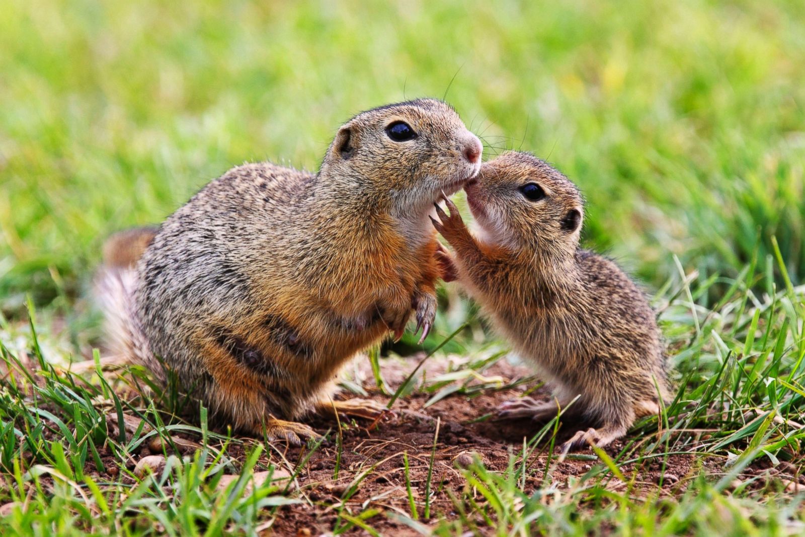 Download Mother S Day In The Animal Kingdom Photos Abc News