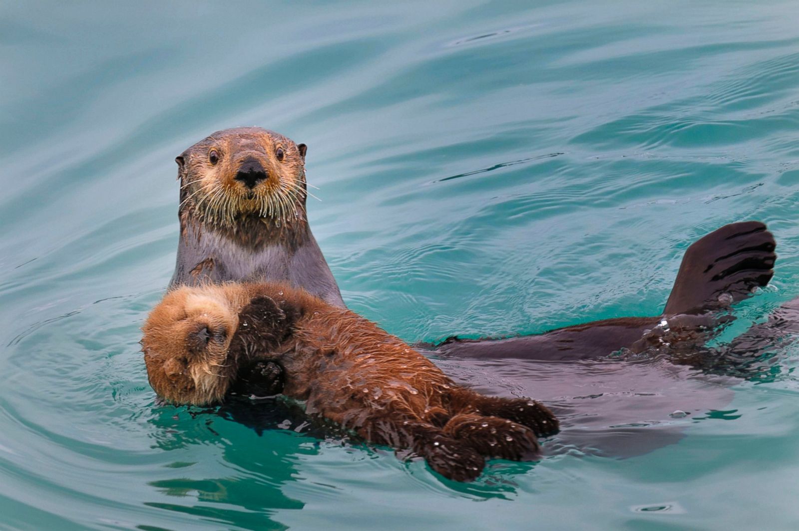 A northern sea otter cradles her pup. 