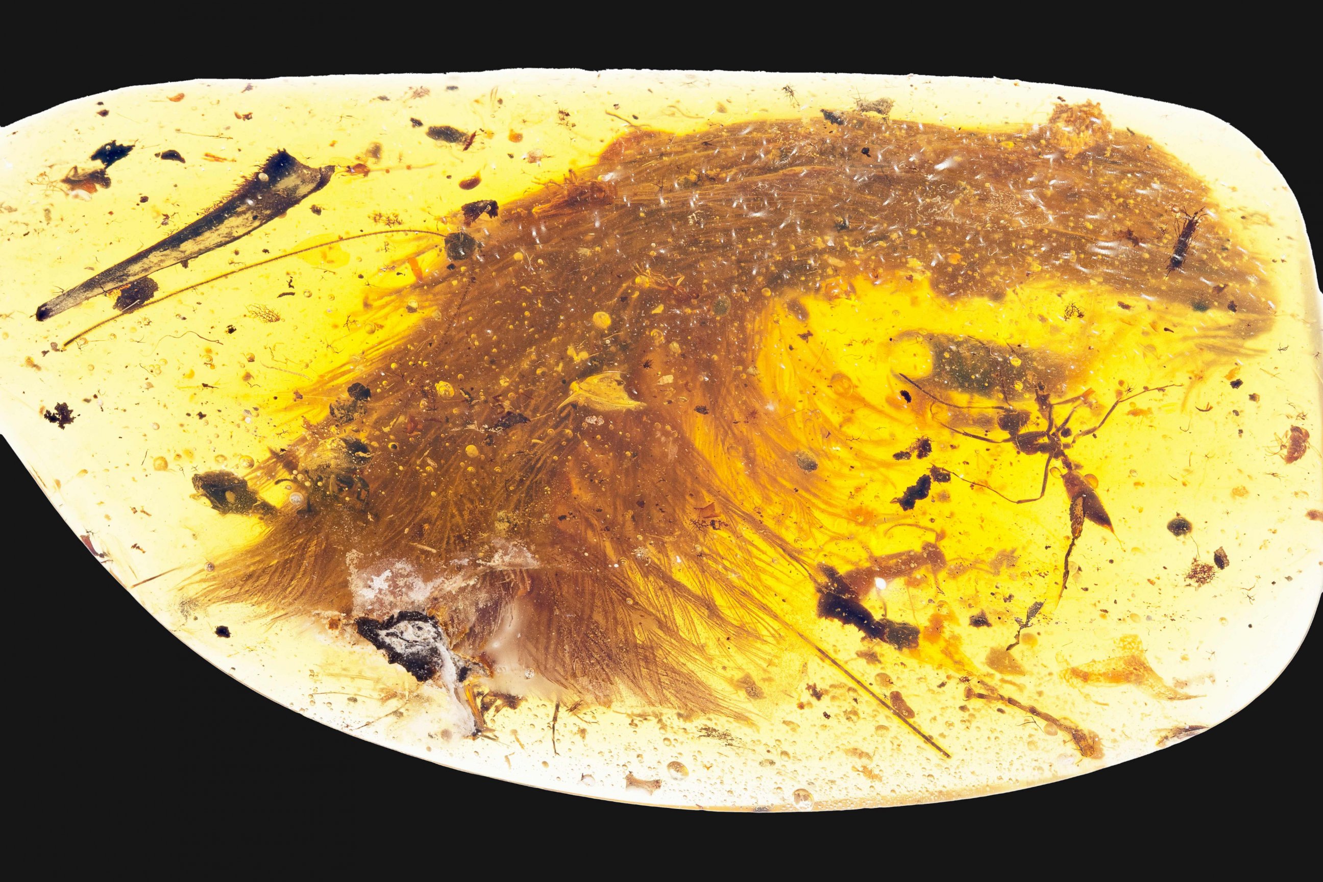 PHOTO: This image released by the Royal Saskatchewan Museum in Canada shows a dinosaur tail complete with its feathers trapped in a piece of amber. 

