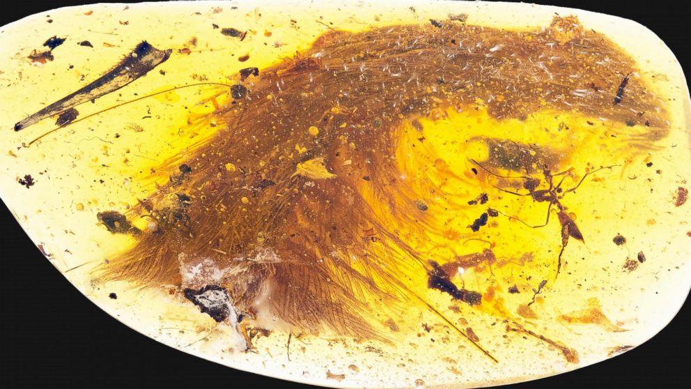 PHOTO: This image released by the Royal Saskatchewan Museum in Canada shows a dinosaur tail complete with its feathers trapped in a piece of amber. 

