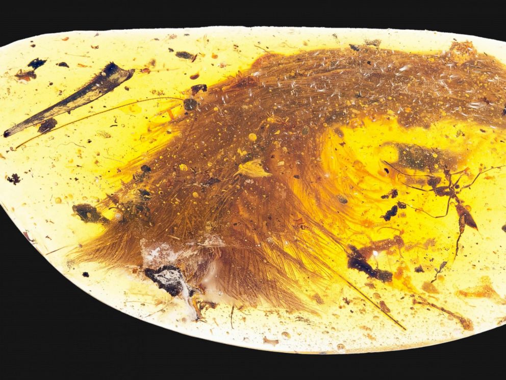PHOTO: This image released by the Royal Saskatchewan Museum in Canada shows a dinosaur tail complete with its feathers trapped in a piece of amber.