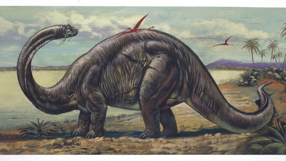 PHOTO: An apatosaurus is depicted in this undated illustration. 