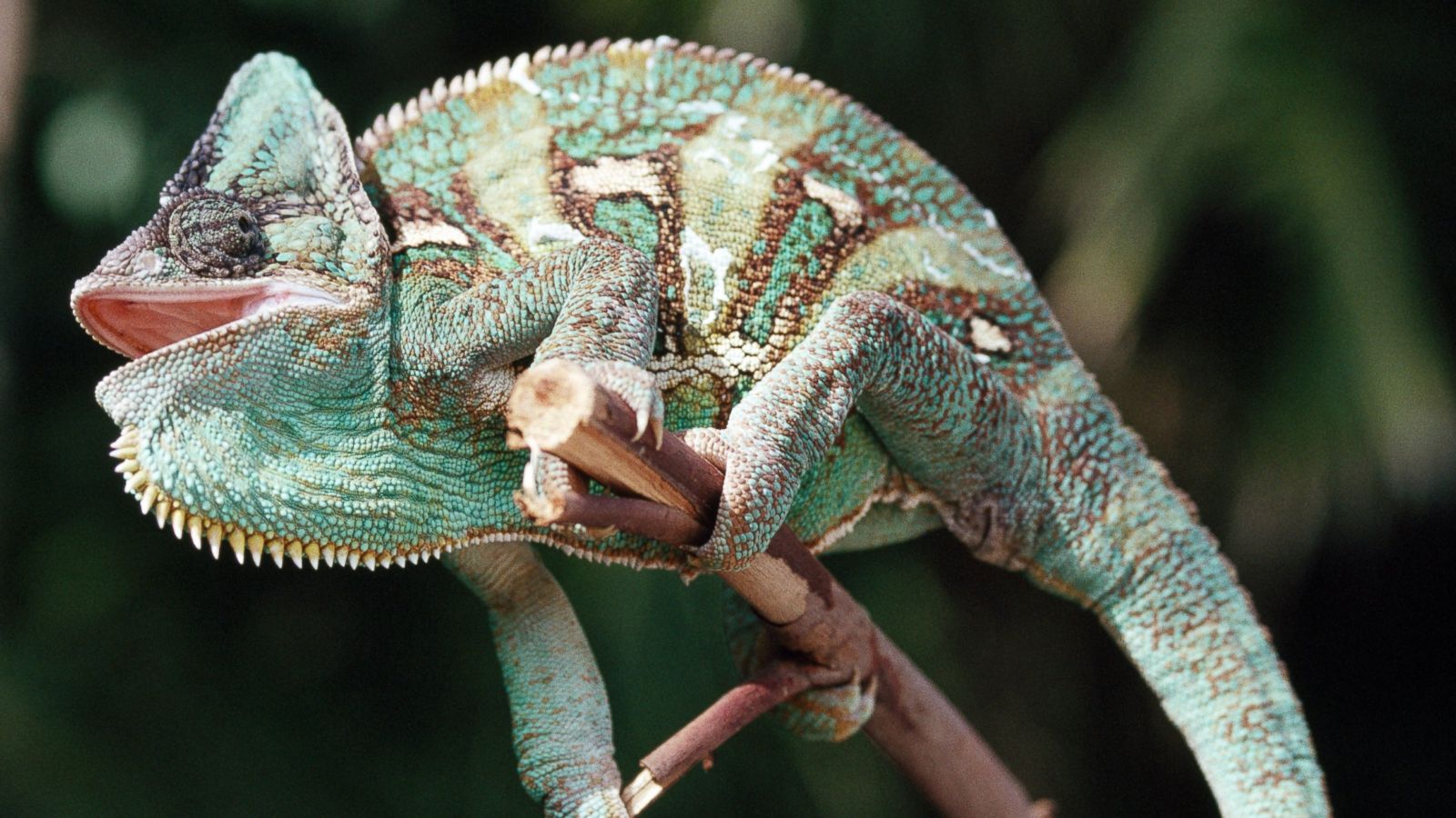 Scientists Unlock Secret to How Chameleons Change Colors   ABC News