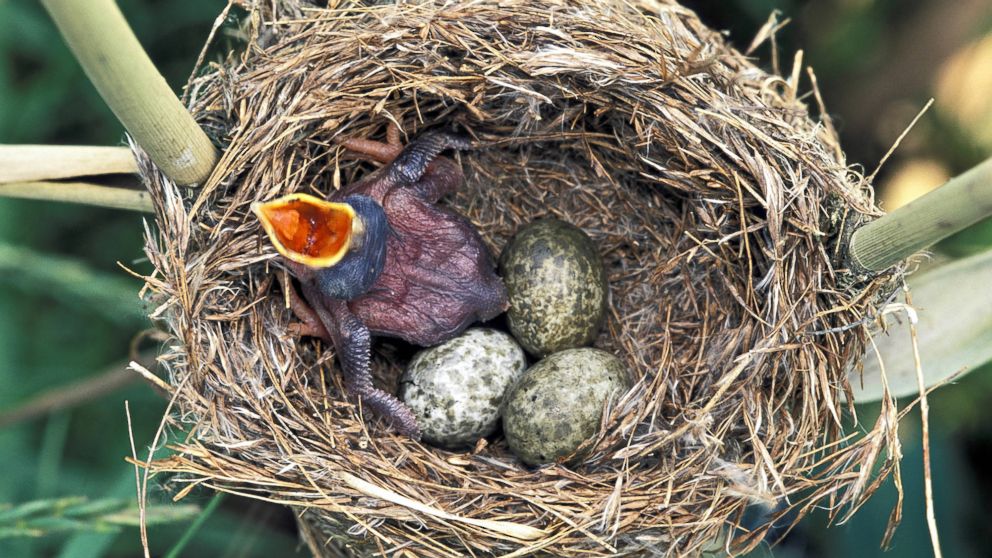 A common Cuckoo chick in Reed Wablers nest waits to be fed with its mouth wide open, in this undated file photo.