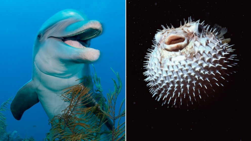 PHOTO: A new documentary on the BBC shows dolphins using pufferfish to get to a trance-like state.