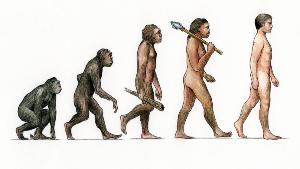 An illustration of the "Evolution of Man."