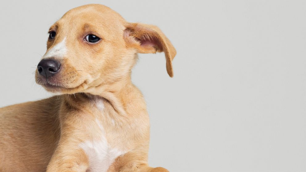 Why Dogs Have Floppy Ears - ABC News
