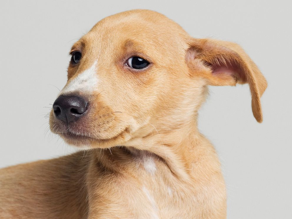 why dogs raise their ears