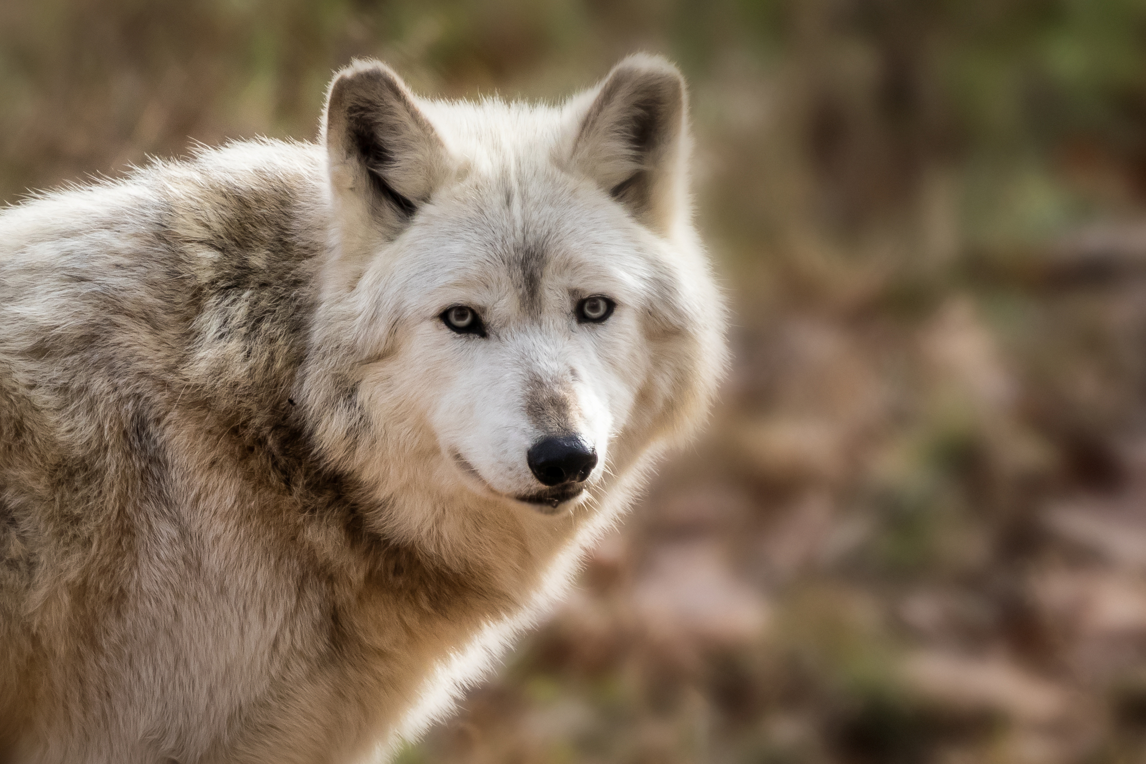PHOTO: A gray wolf is shown in this undated photo.