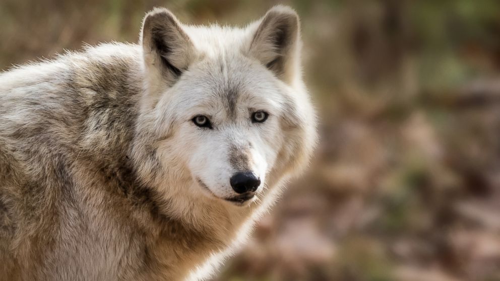 how are wolves different from dogs