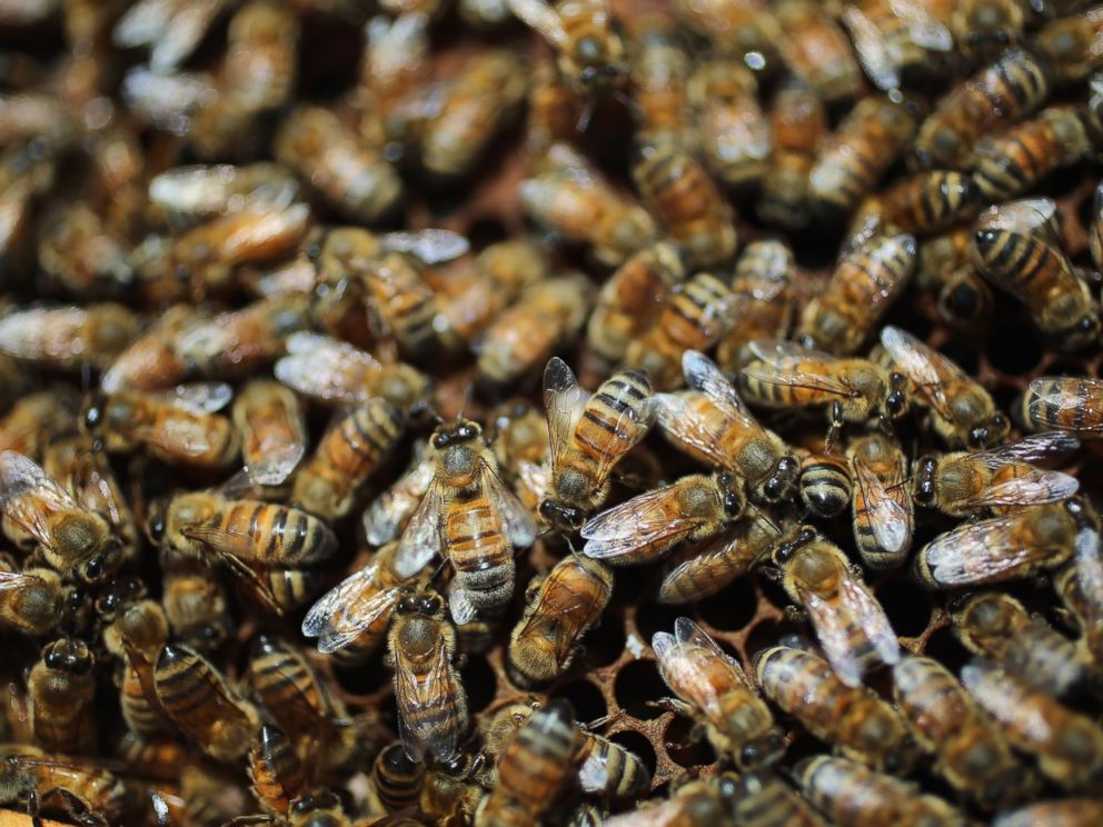 PHOTO: Honey bees are seen at the J & P Apiary and Gentzels Bees, Honey and Pollination Company, April 10, 2013 in Homestead, Fla.
