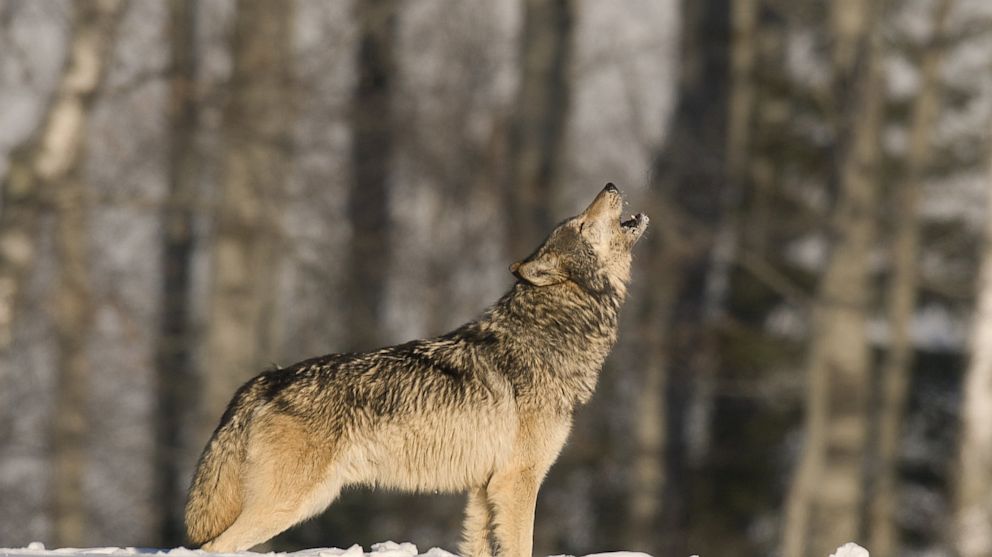 PHOTO: A lone wolf howls. 