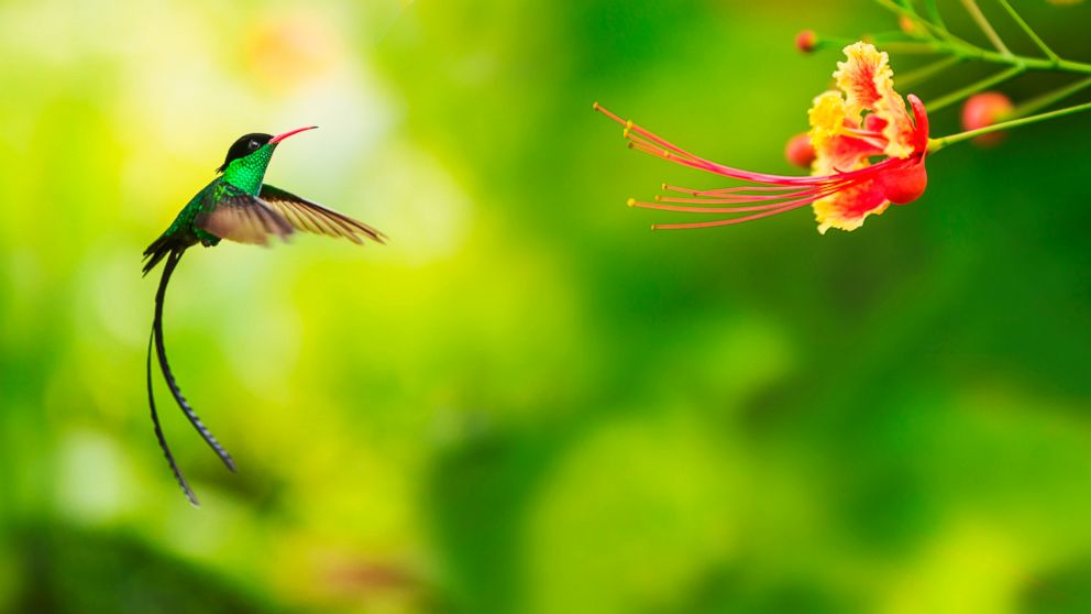 PHOTO: The tiny hummingbird has amazed, inspired and baffled scientists through the ages.