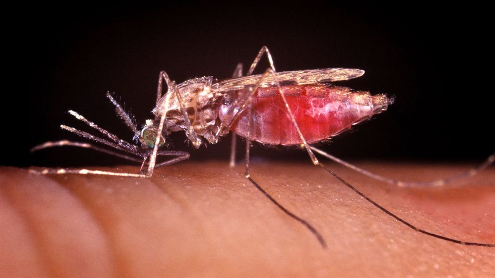 Anopheles gambiae, the mosquito that sucks blood out of other animals, including humans, carries the parasite that causes malaria.