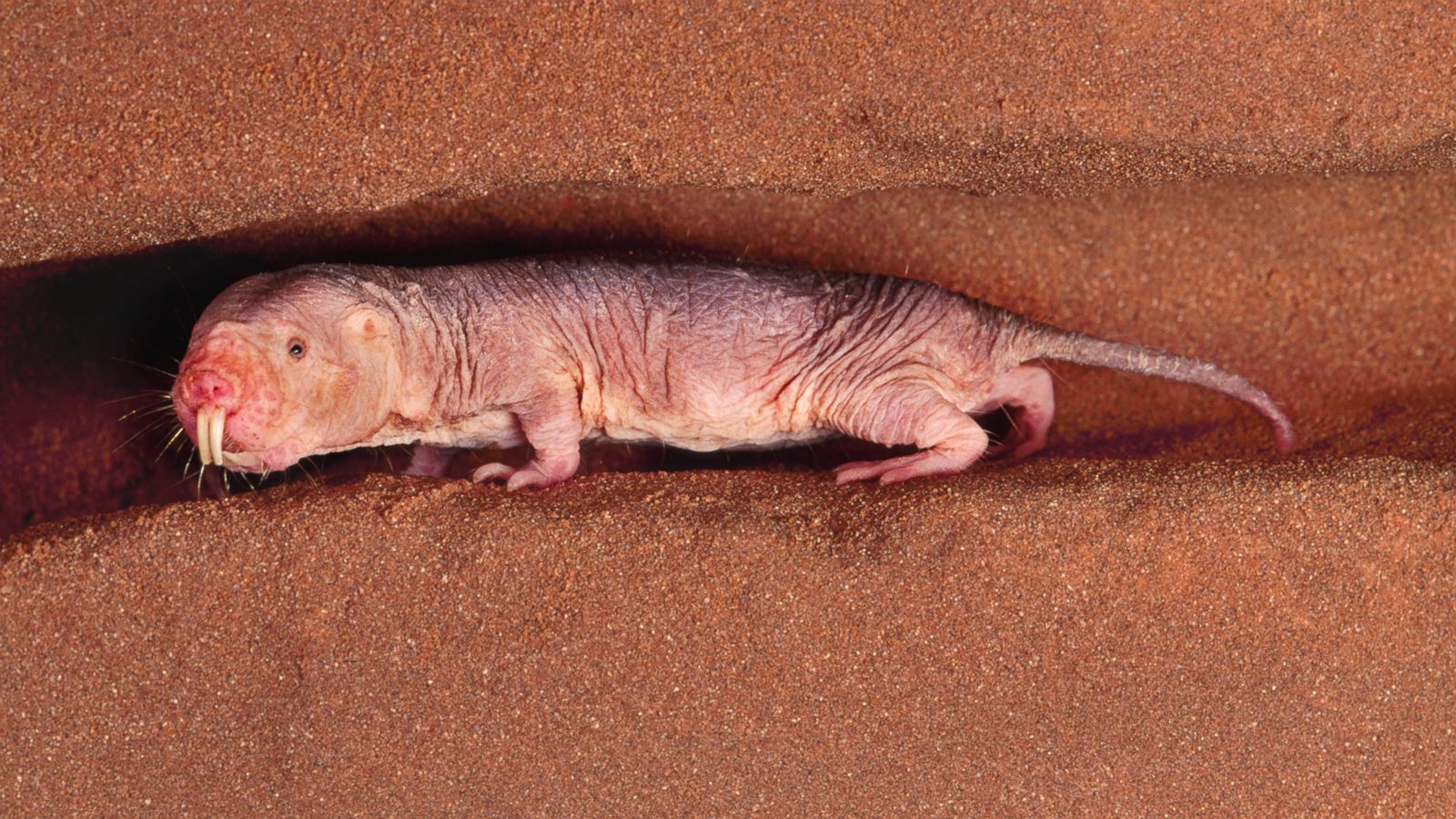 How This Naked Mole Rat Could Help You Live Longer - ABC News