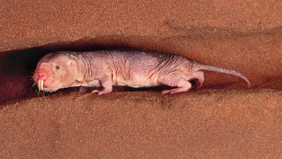 PHOTO: Scientists around the world study the naked mole rat to uncover the secret to longevity.