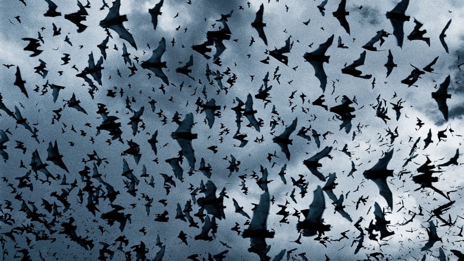 What Is A Swarm Of Bats Called