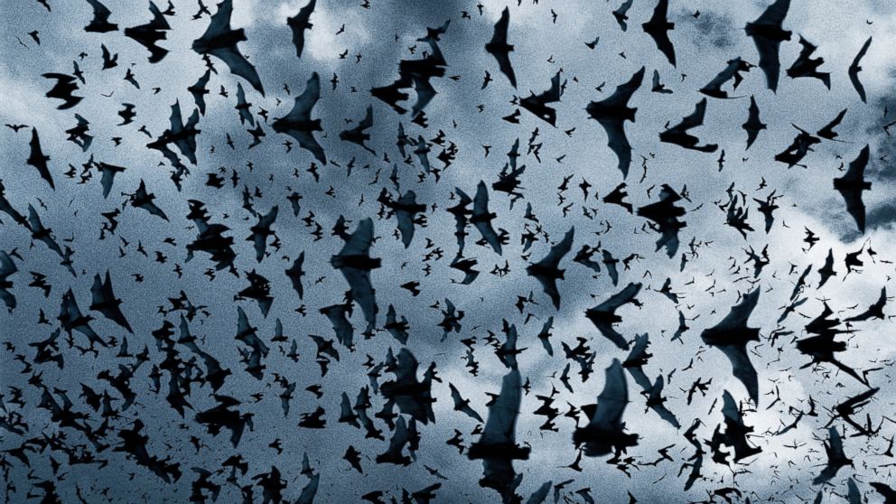 Bats are being killed by wind farms. 