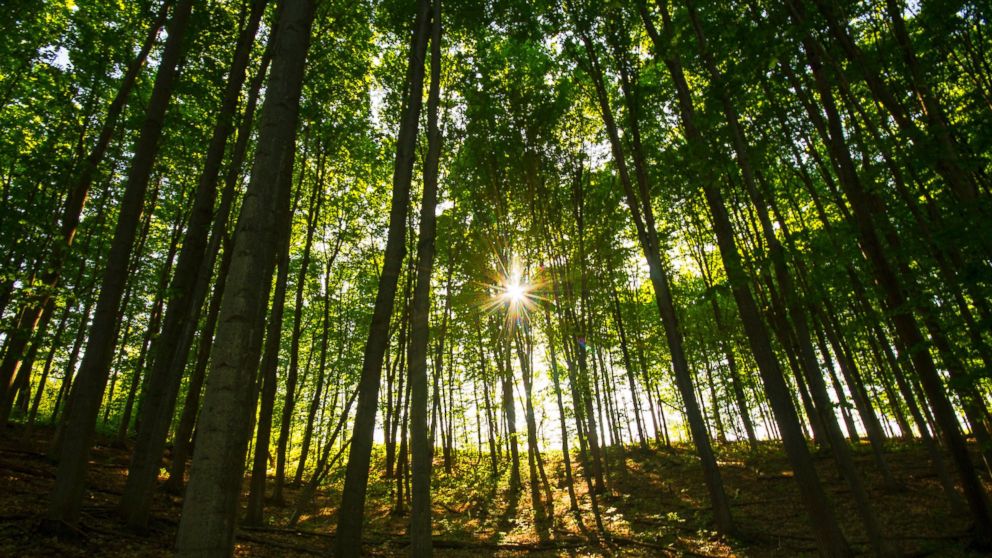 PHOTO: A forest is pictured in this stock photo.