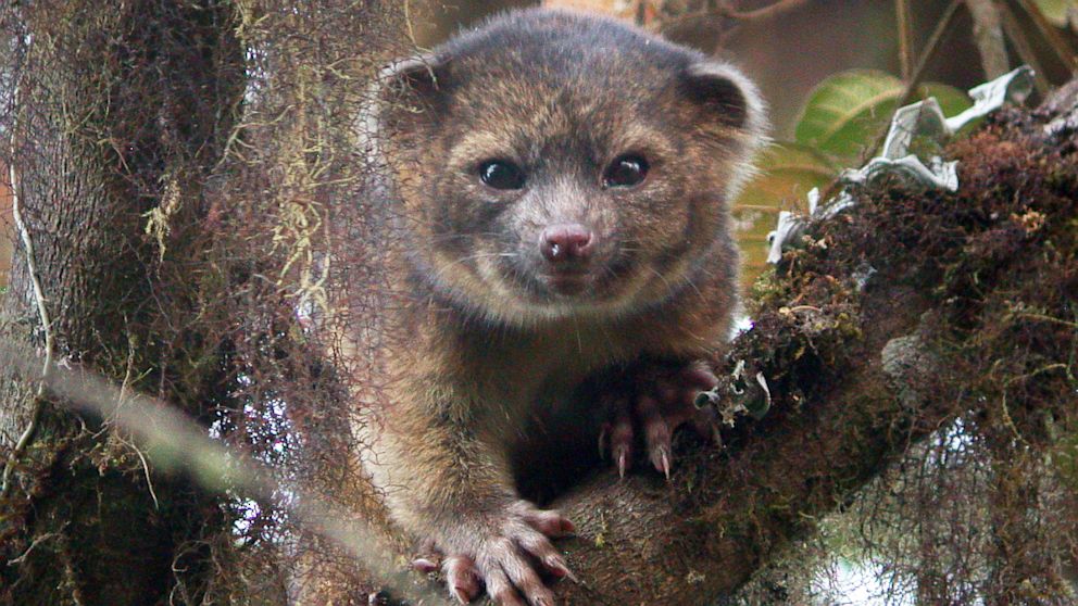 Newly Discovered Olinguito Mammal Looks Like a Cross Between Raccoon and a  Teddy Bear - ABC News