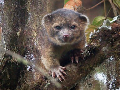 raccoon teddy bear