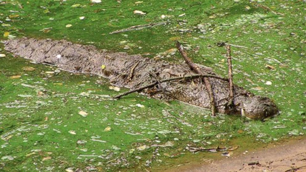 PHOTO: Crocodiles and alligators have been found to balance sticks on their snouts as a way to lure nest-building birds into reach of their jaws.