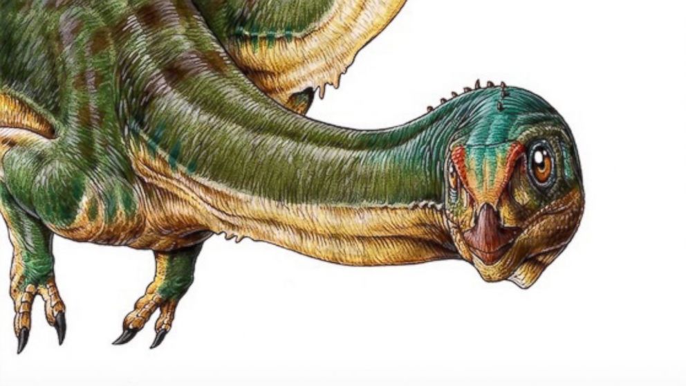 A new dinosaur called Chilesaurus diegosuarezias has been discovered.