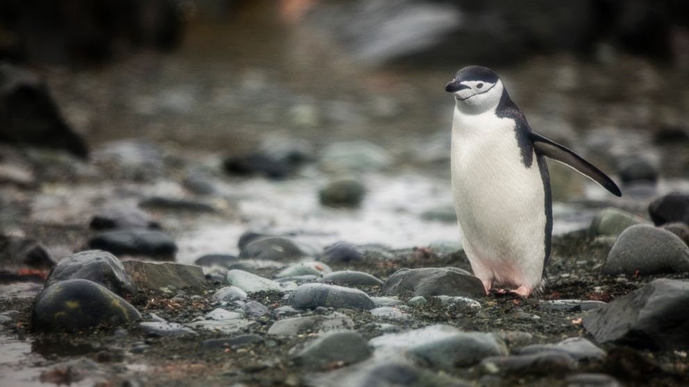 PHOTO: A Chinstrap Penguin is seen in Antartica.
