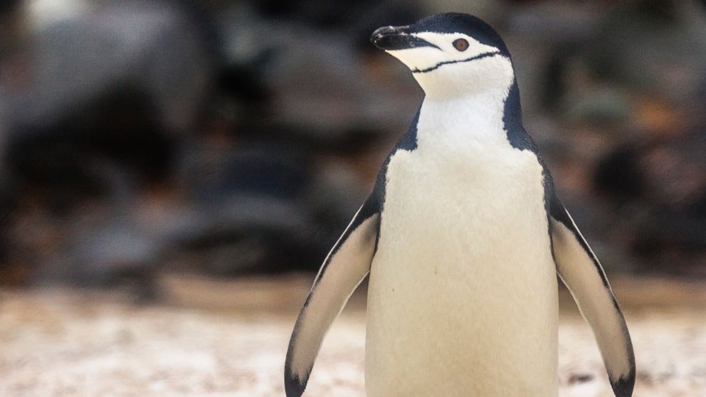 PHOTO: A Chinstrap Penguin is seen in Antartica.