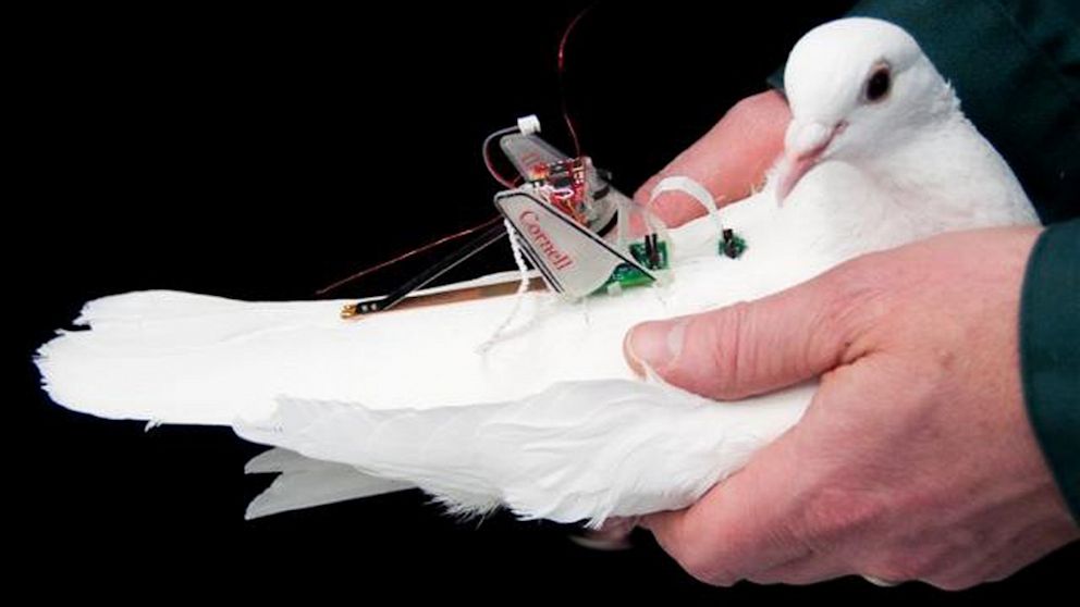 PHOTO: Use the movement of the wings to produce the electric current to run the sensors.