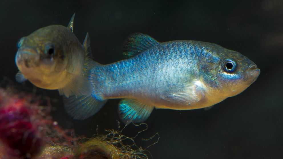 Two Devils Hole pupfish in the Ash Meadows Fish Conservation Facility in Amargosa Valley, Nevada.  These individuals hatched from eggs removed from Devils Hole in November 2013.