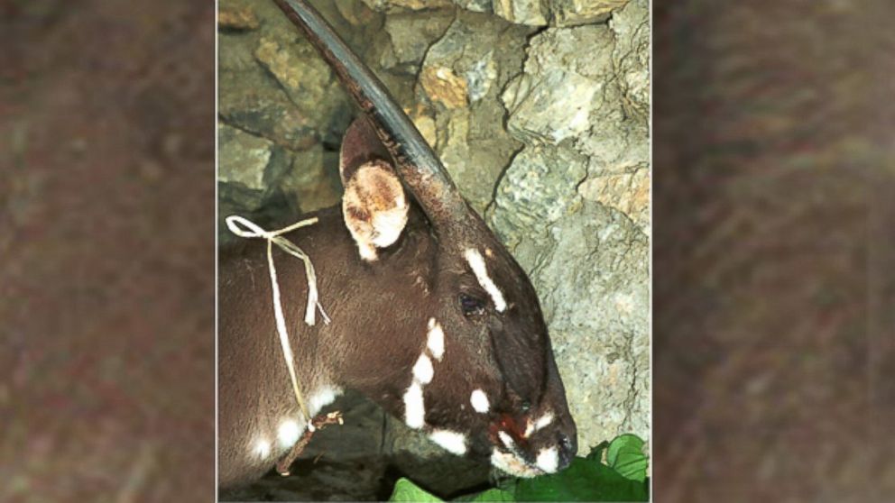 There are perhaps only a few dozen saolas in the world, all in one mountain range that straddles Vietnam and Laos, according to the World Wildlife Fund. This female saola was spotted in Laos in 1996.