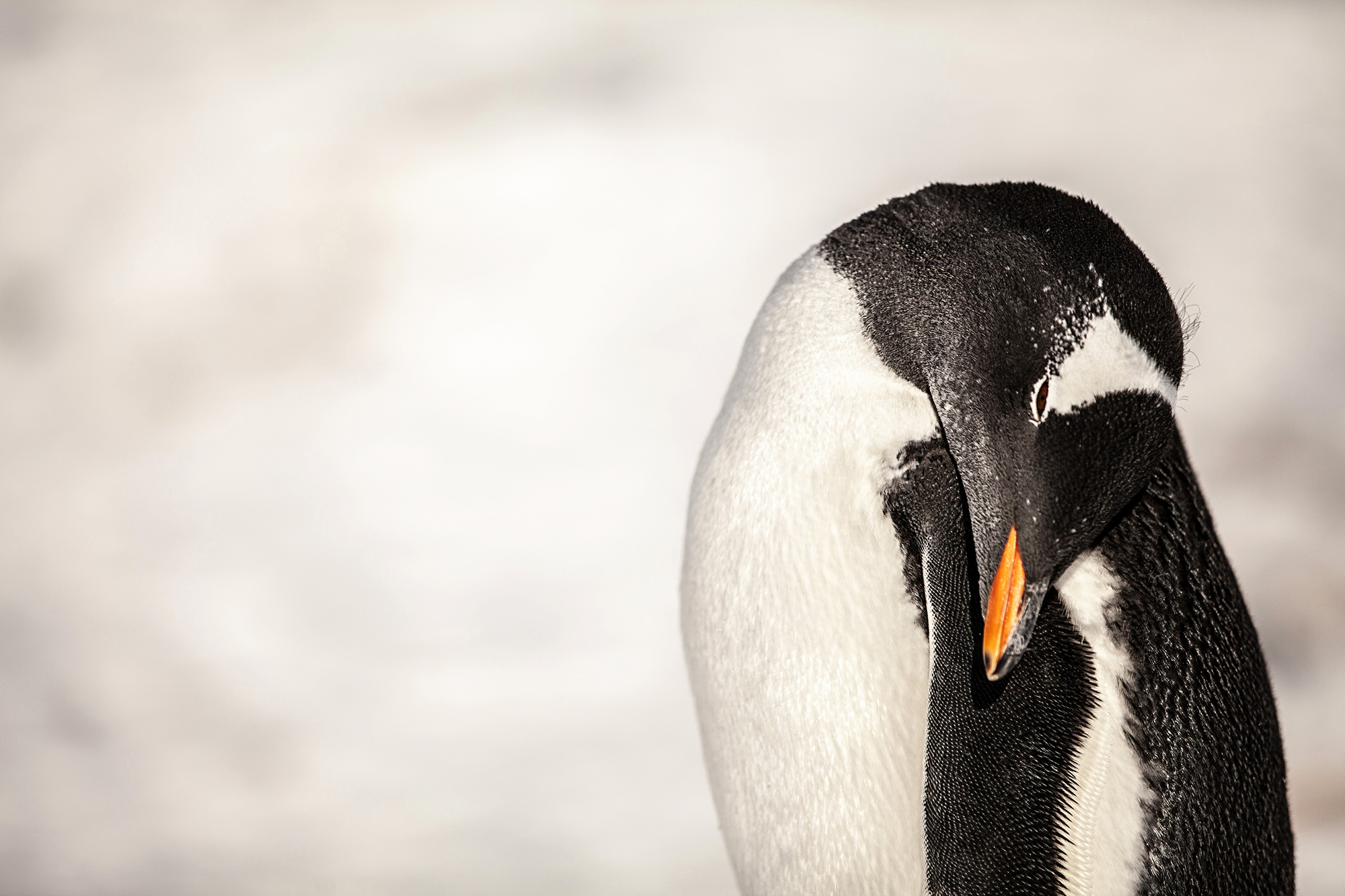 PHOTO: A Gentoo Penguin is seen in Antartica.