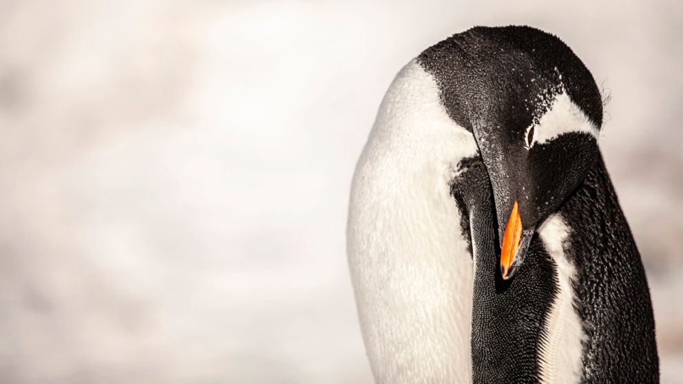 PHOTO: A Gentoo Penguin is seen in Antartica.