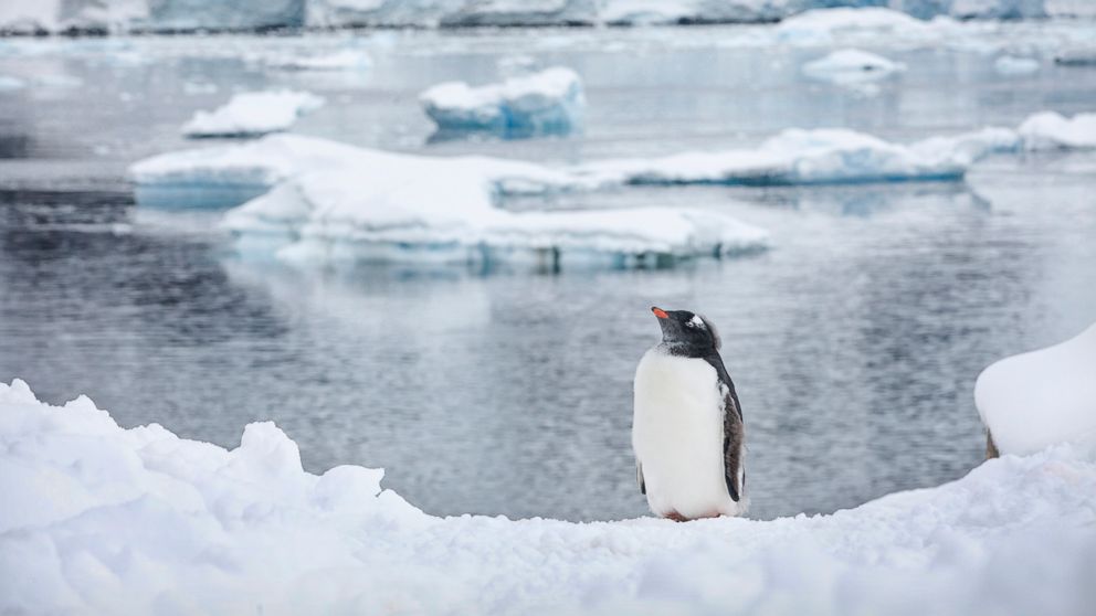 A Gentoo Penguin is seen in Antartica.