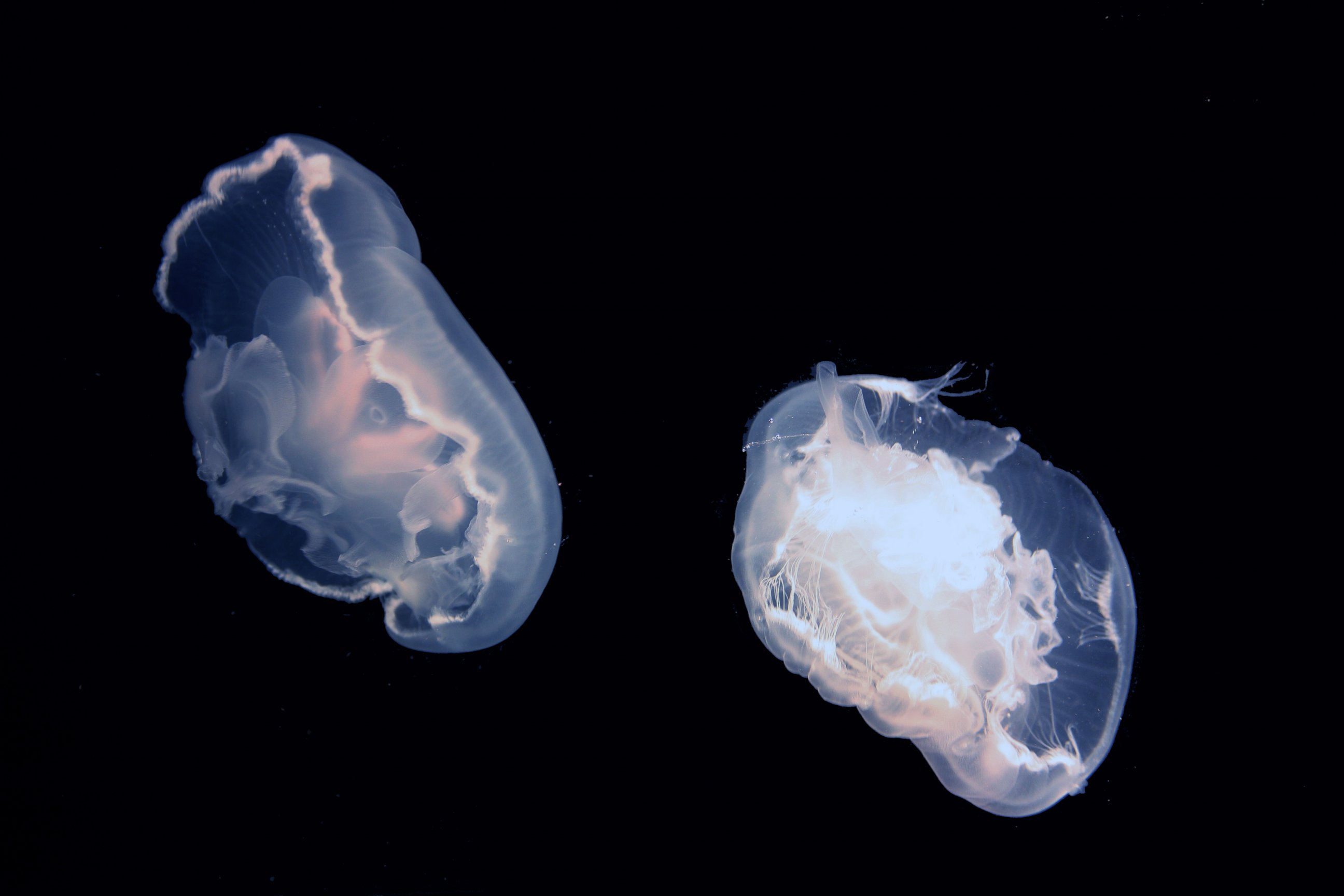 PHOTO: Moon jellyfish get an extra boost in their swimming for free.