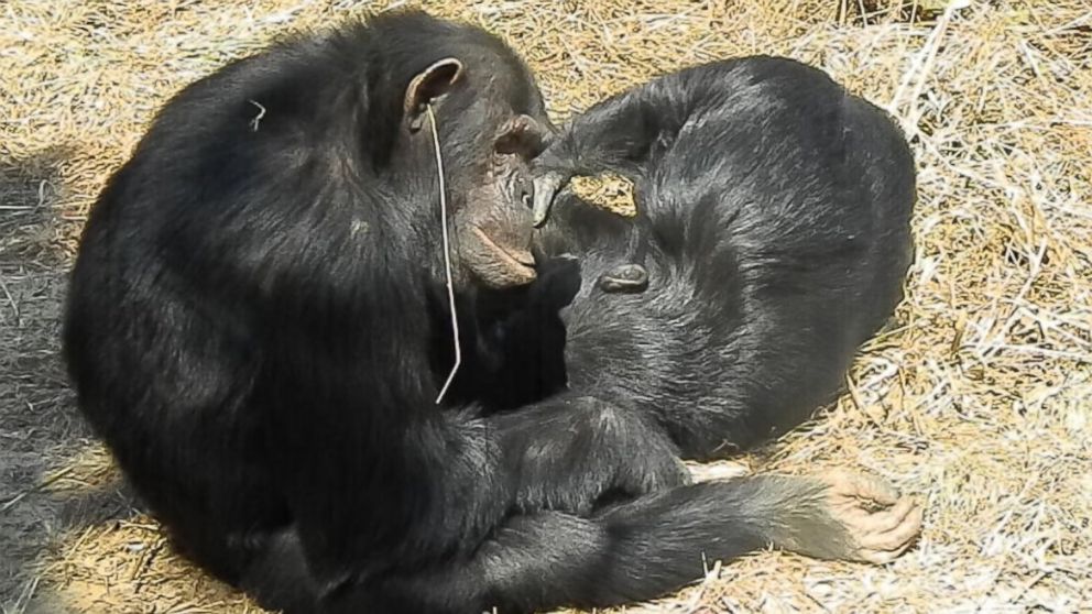 PHOTO: Val, a male chimpanzee at Zambia's Chimfunshi Wildlife Orphanage Trust sanctuary, wearing a single blade of grass hanging from one ear, being groomed by a female named Kathy. 