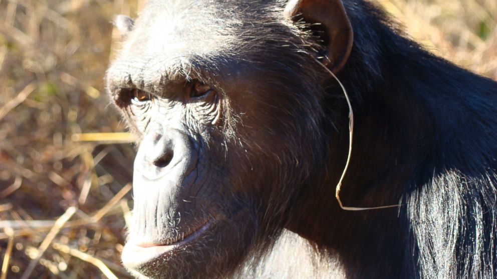 PHOTO: A chimpanzee named Julie at Zambia's Chimfunshi Wildlife Orphanage Trust sanctuary, has launched her own line of jewelry, wearing a single blade of grass hanging from one ear. 