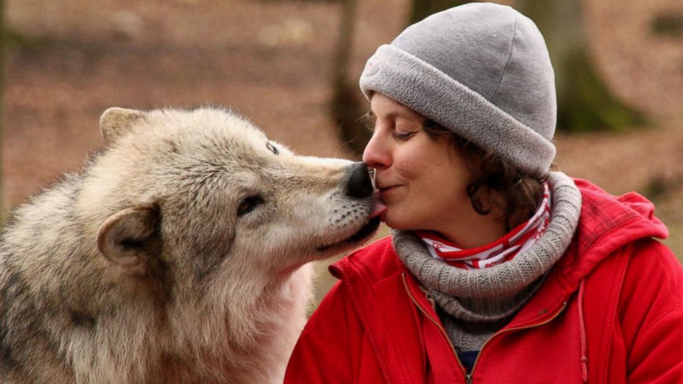 Wolves are at least as tolerant and socially attentive as dogs.