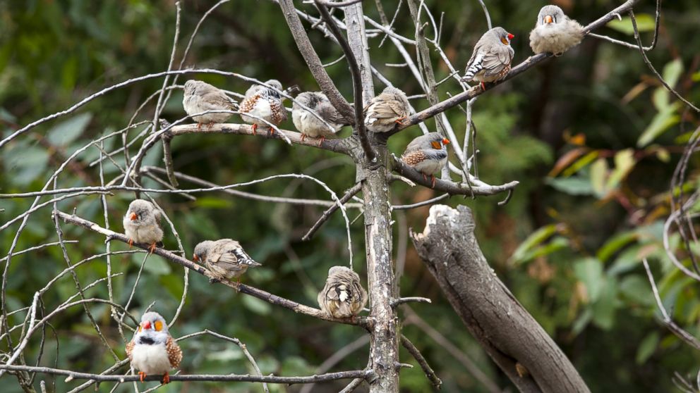 Zebra finches perch on a tree in the Kanto region of Japan, Jan. 15, 2014