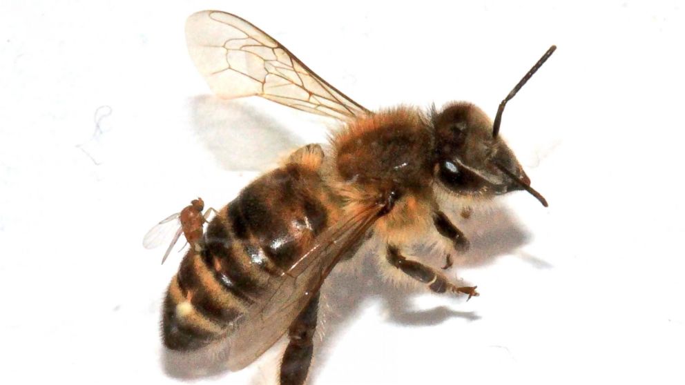 PHOTO: Female flies infest a bee