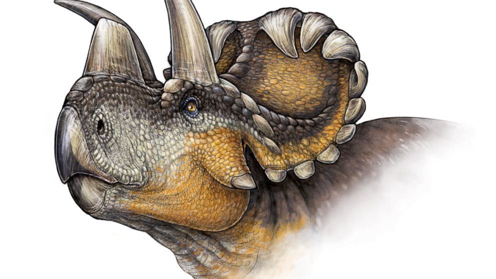 An illustration of the newly discovered Wendiceratops Dinosaur. 