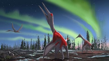 Newly Discovered Species Of Giant Pterosaur May Have Had Wingspan