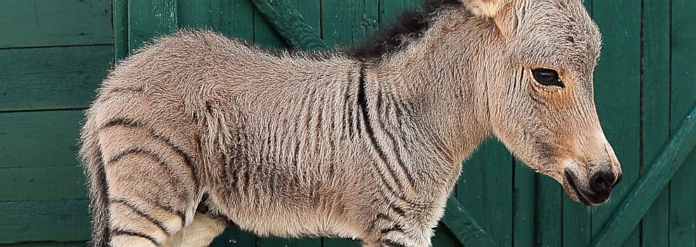 rare italian born baby zonkey in good
