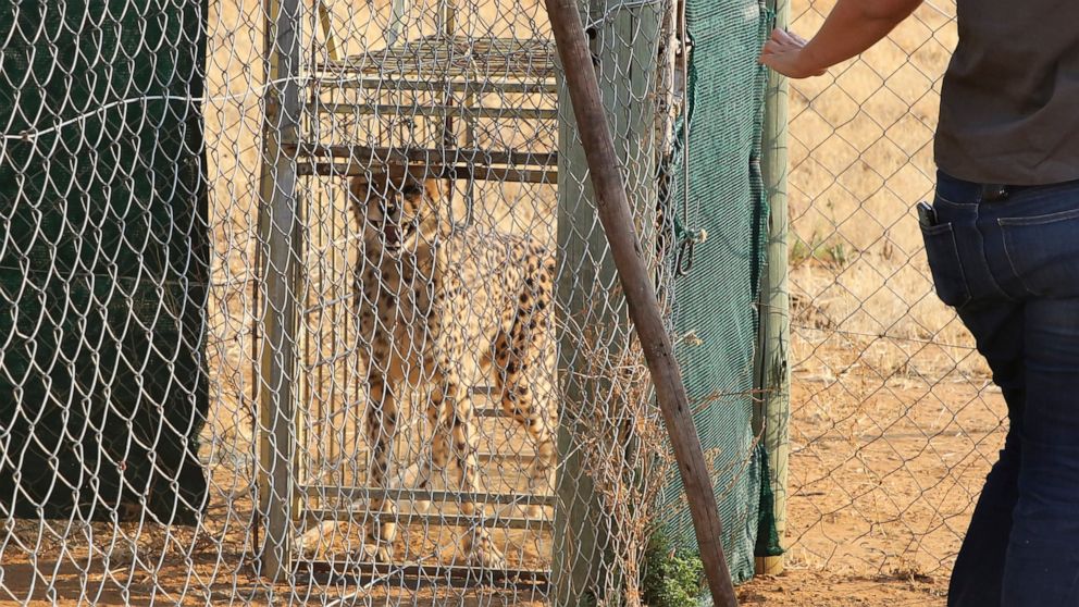 A cheetah lies inside a transport cage at the Cheetah Conservation Fund (CCF) in Otjiwarongo, Namibia, Friday, Sept. 16, 2022. The CCF will travel to India this week to deliver eight wild cheetahs to the Kuno National Park in India. (AP Photo/Dirk He