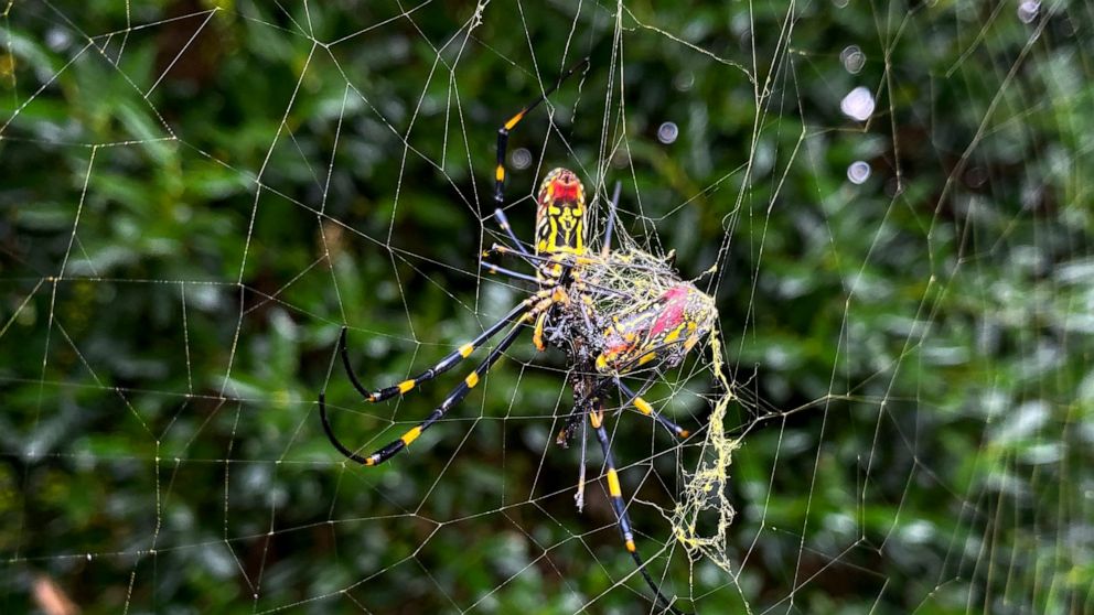 Scientists: Asian spider could spread to much of East Coast