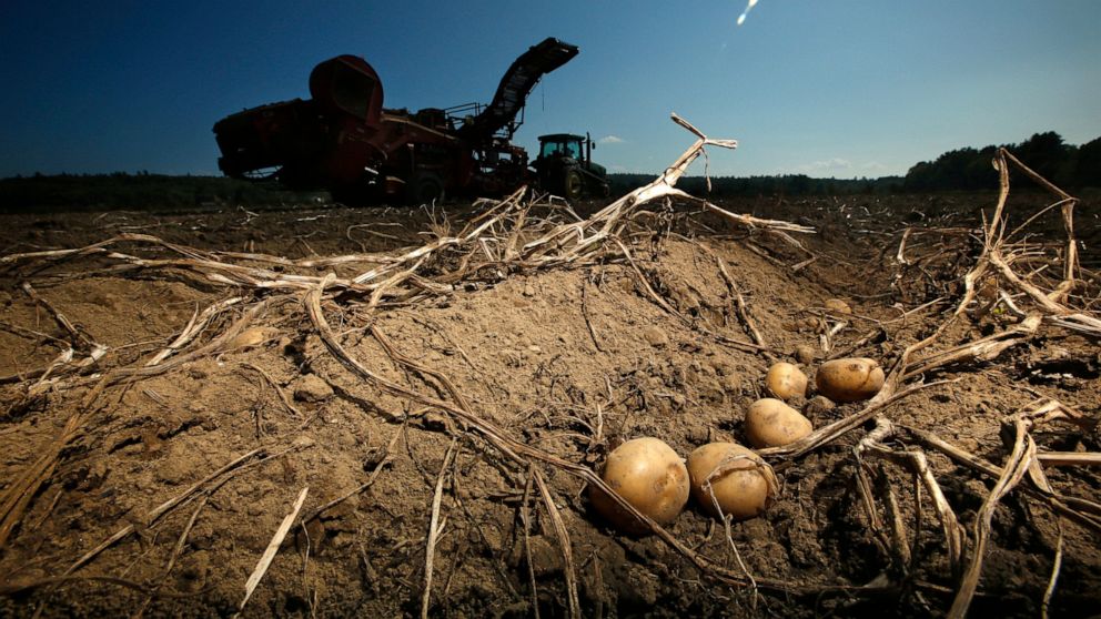 FILE — Potatoes await harvesting at Green Thumb Farms, Sept. 27, 2017, in Fryeburg, Maine. University of Maine researchers are trying to produce potatoes that can better withstand warming temperatures as the climate changes. (AP Photo/Robert F. Bukat