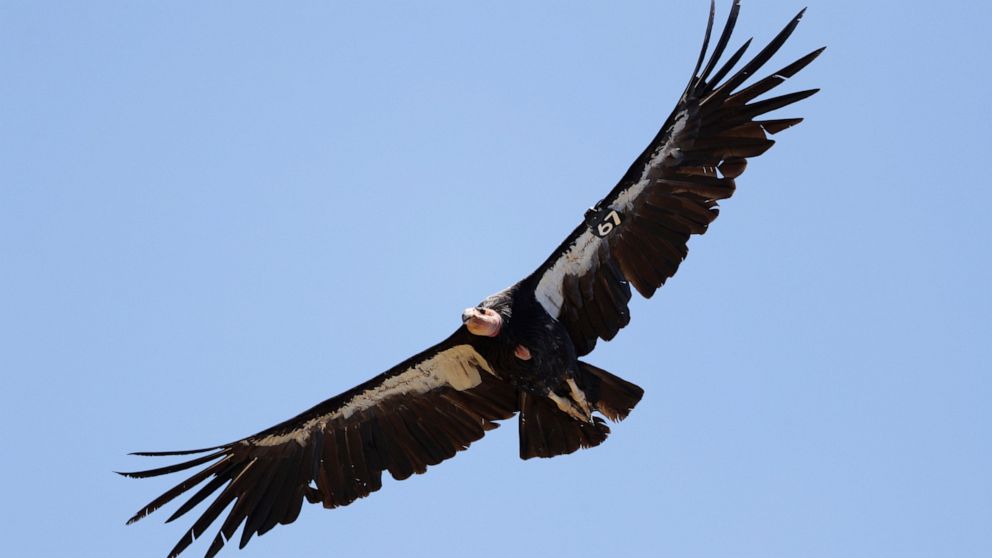Study finds California condors can have "virgin births"