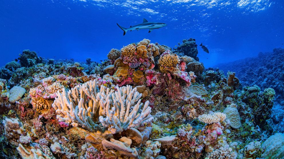 Researchers complete first-ever detailed map of global coral