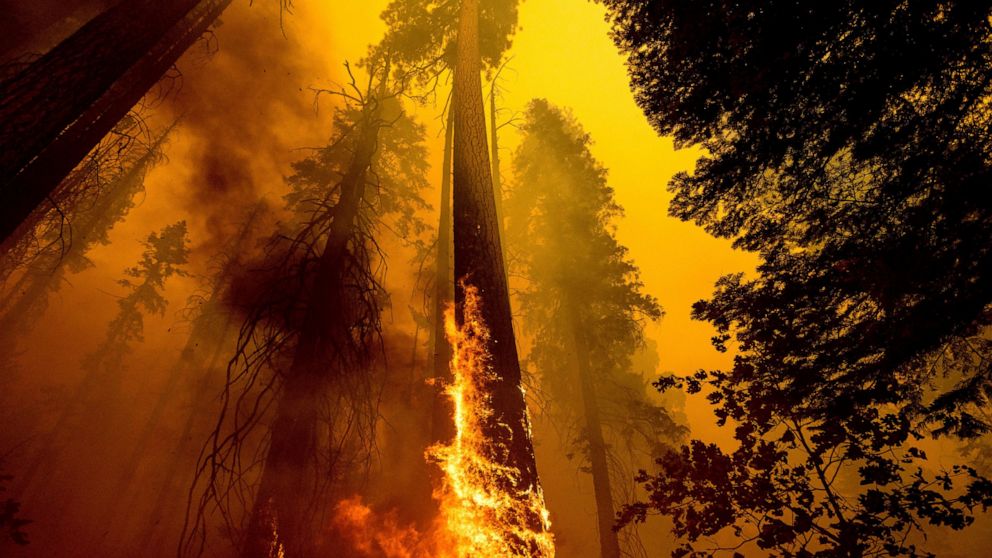 FILE - In this Sunday, Sept. 19, 2021 file photo, Flames burn up a tree as part of the Windy Fire in the Trail of 100 Giants grove in Sequoia National Forest, Calif. The U.S. Forest Service is taking emergency action to speed up approval of projects 